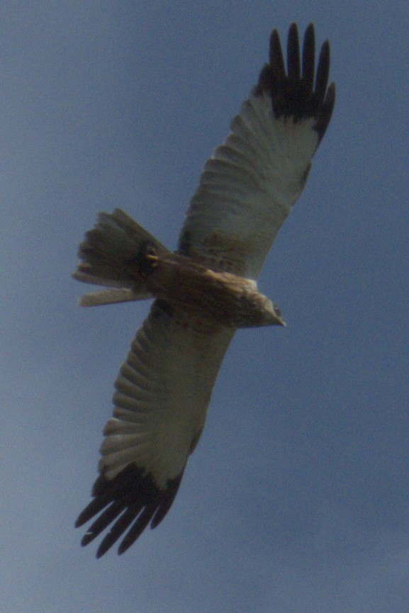 Western Marsh Harrier - ML577904071