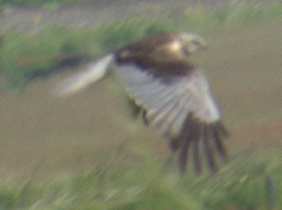 Western Marsh Harrier - ML577904081