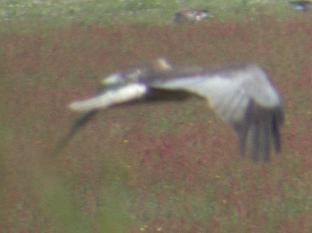 Western Marsh Harrier - ML577904101