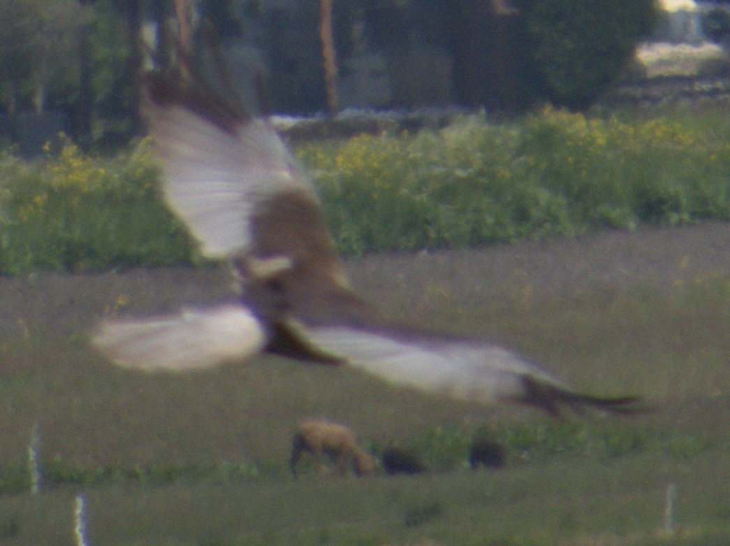 Western Marsh Harrier - ML577904111