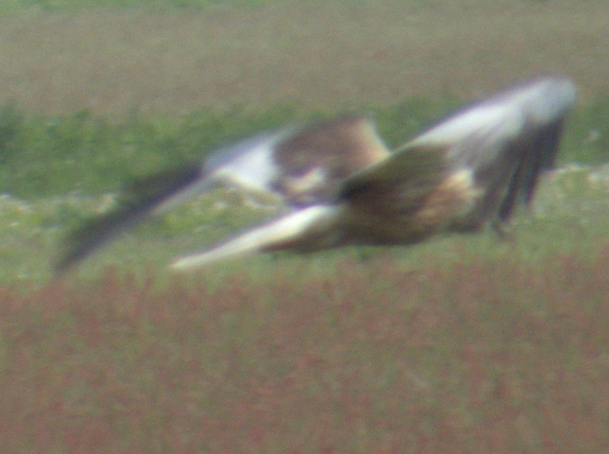 Western Marsh Harrier - ML577904131