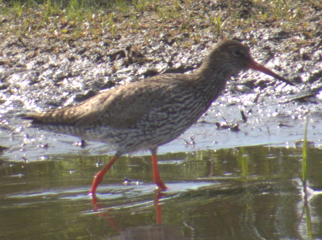 Common Redshank - ML577904441
