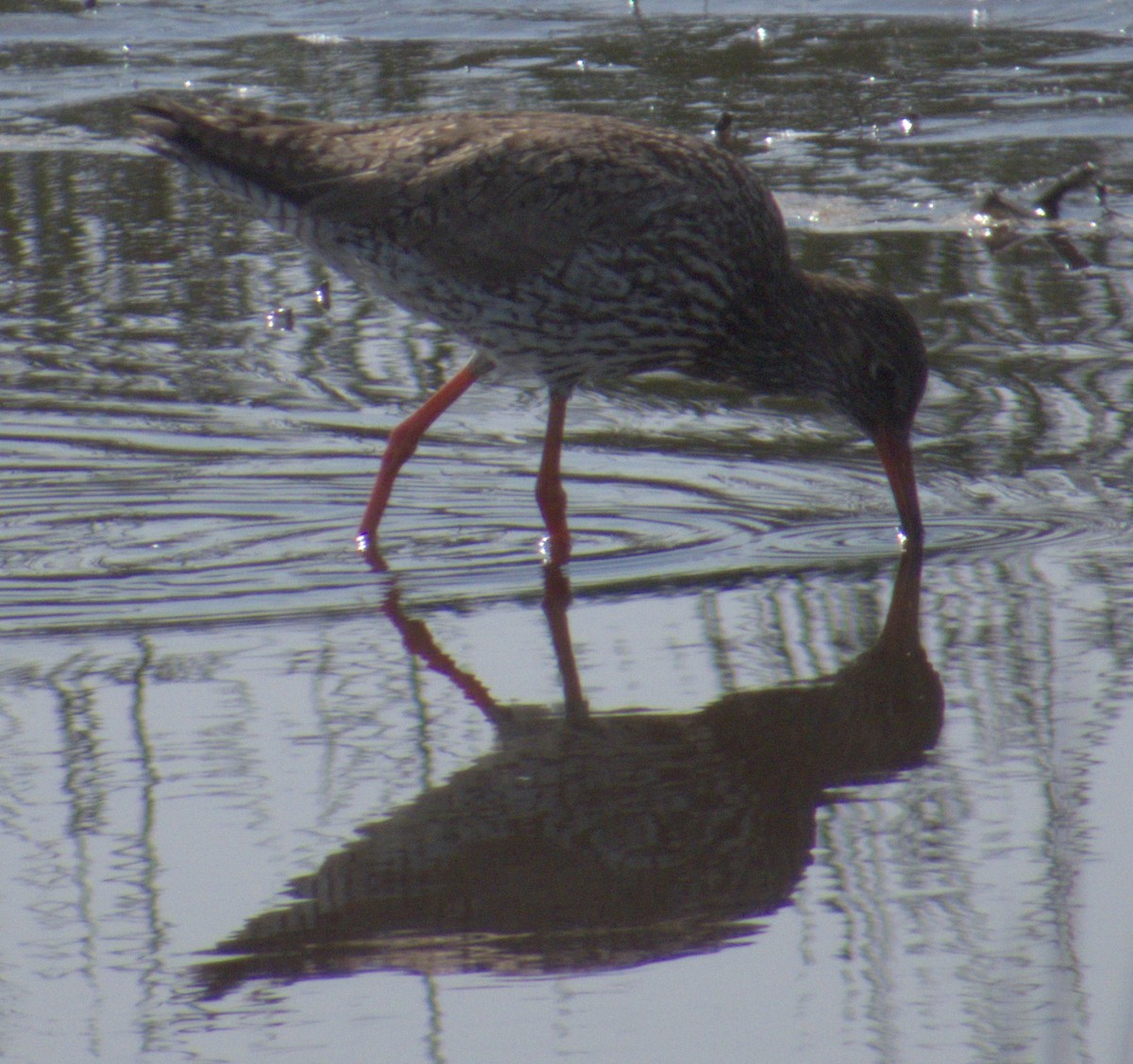 Common Redshank - ML577904451
