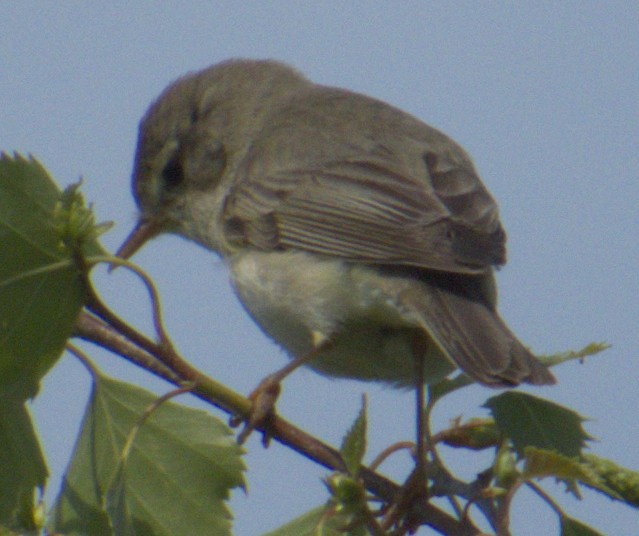 Willow Warbler - ML577904691