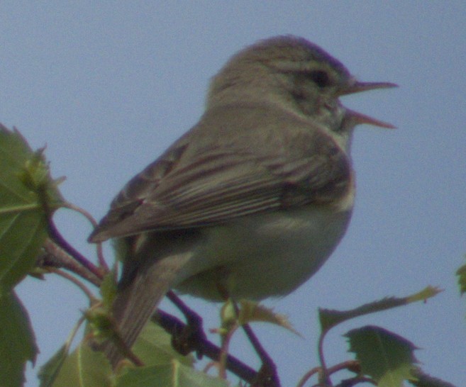 Willow Warbler - ML577904701