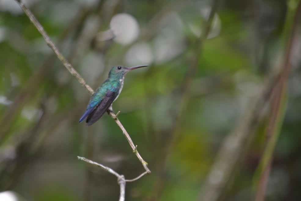 White-chested Emerald - Xavier Ragbir