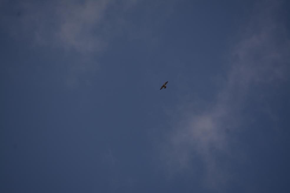 Gökdoğan - ML577905111