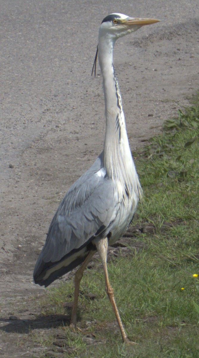 Gray Heron - ML577906011