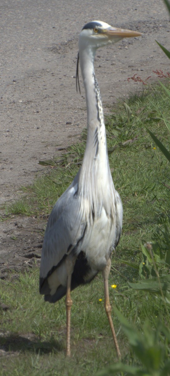 Gray Heron - ML577906021