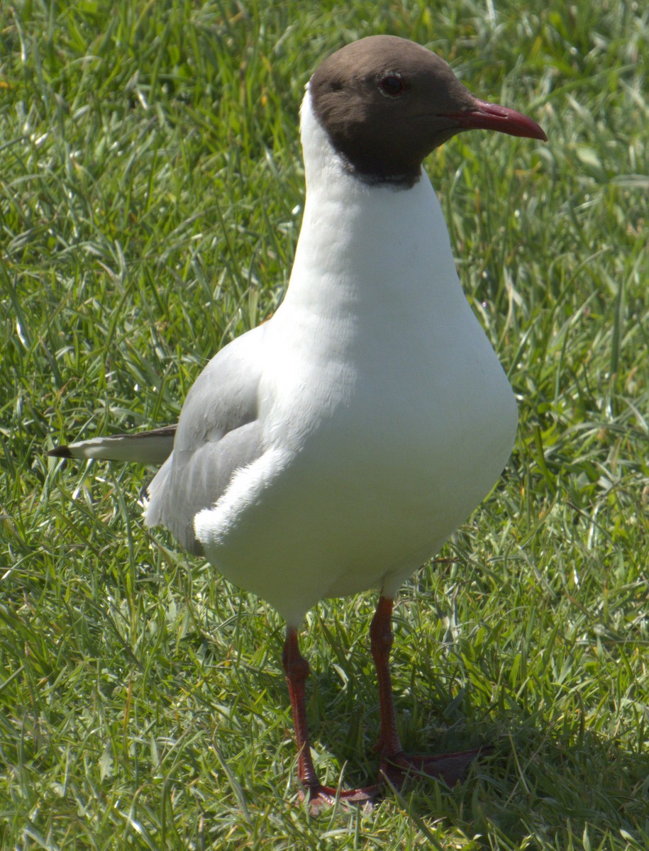 Black-headed Gull - ML577906111