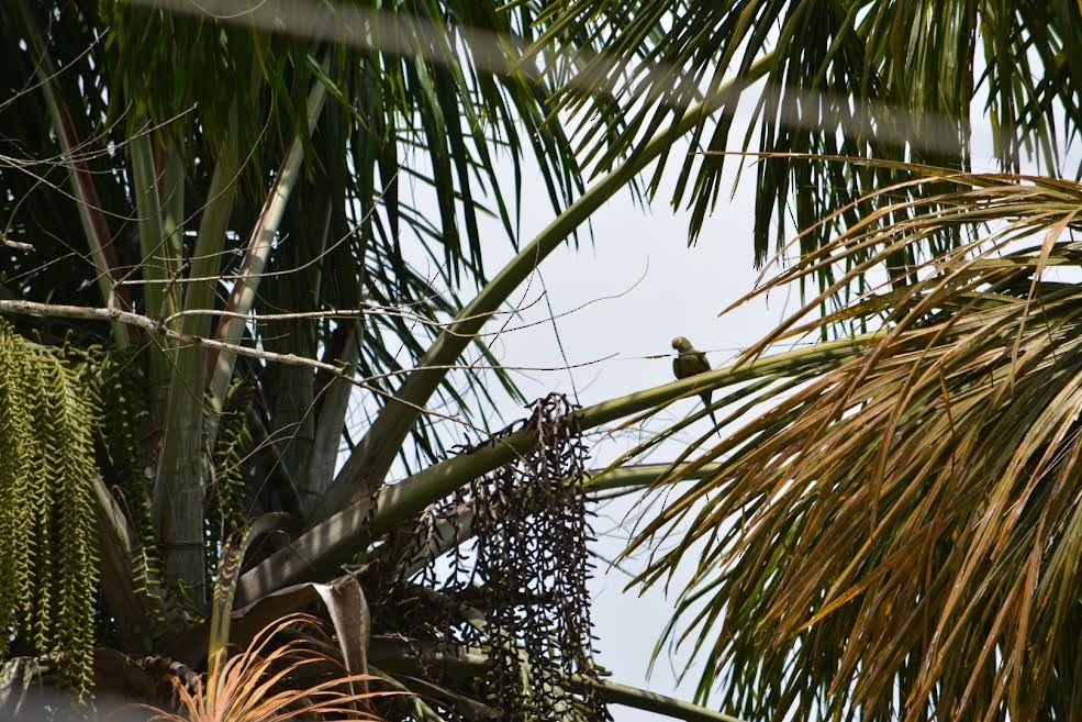 Red-bellied Macaw - ML577908041