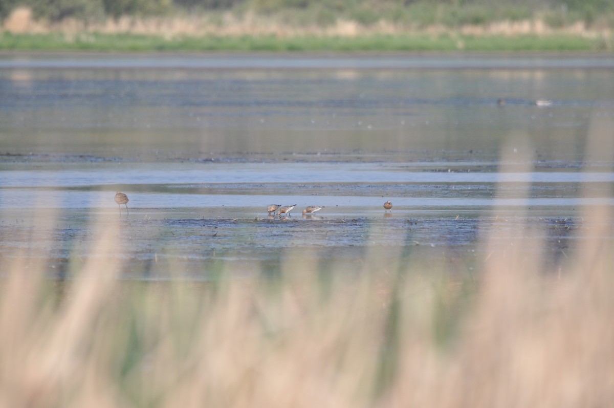 Red Knot - ML577908601