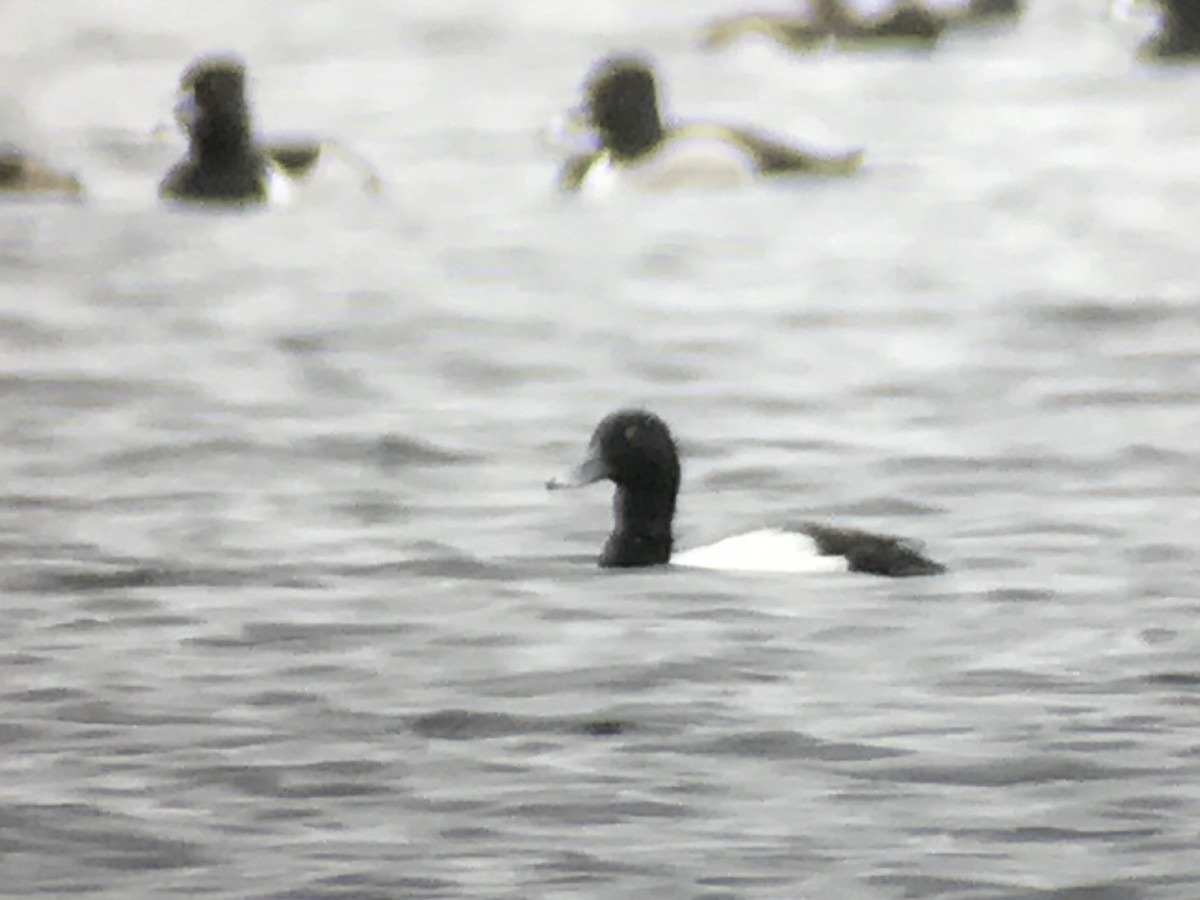 Greater Scaup - ML57790891