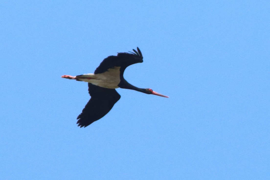 Black Stork - ML577908961