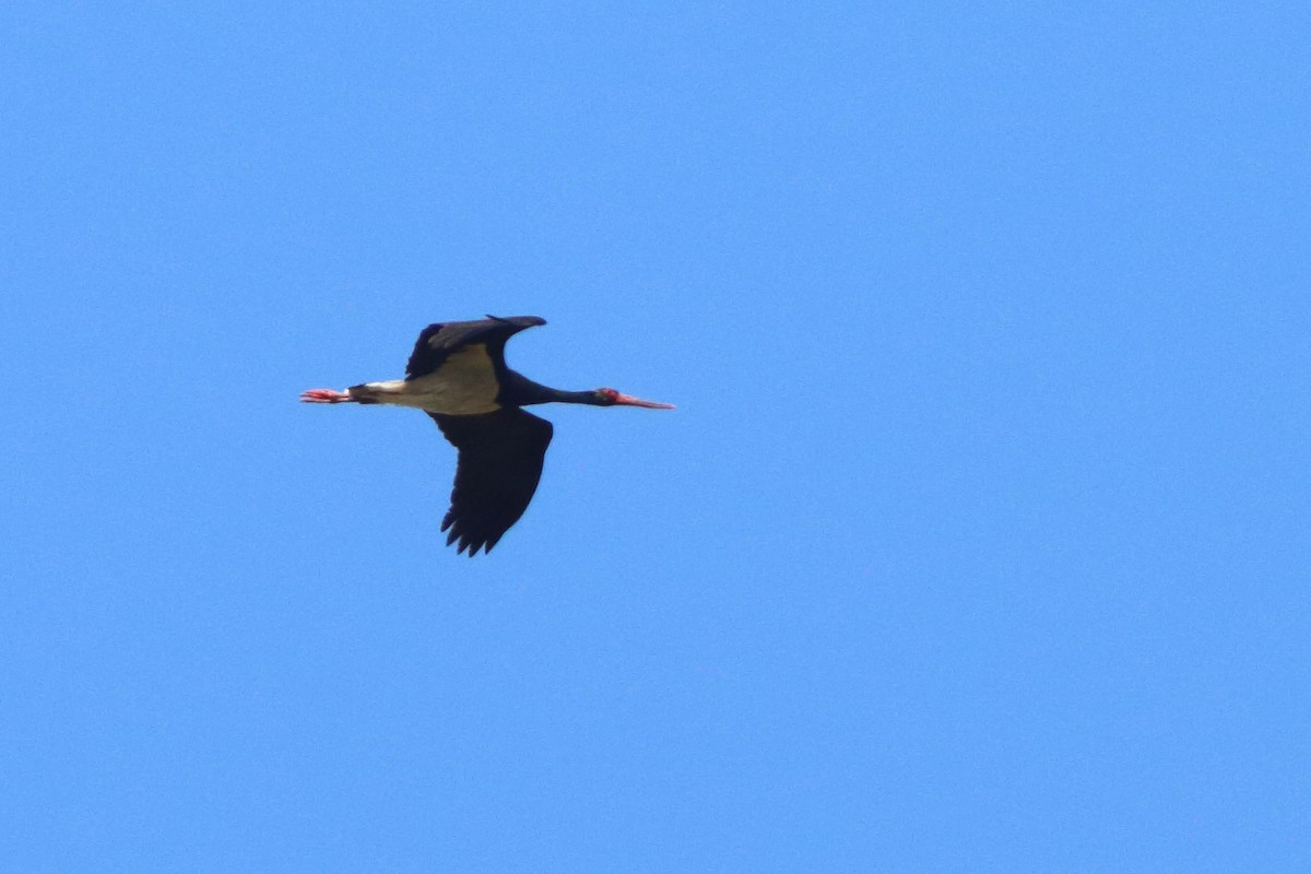 Black Stork - ML577908971