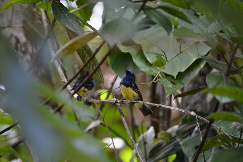 Turquoise Tanager - Xavier Ragbir