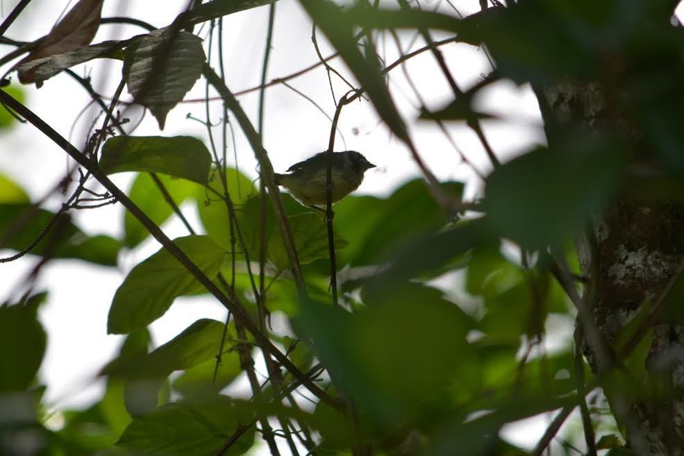 Turquoise Tanager - ML577909151