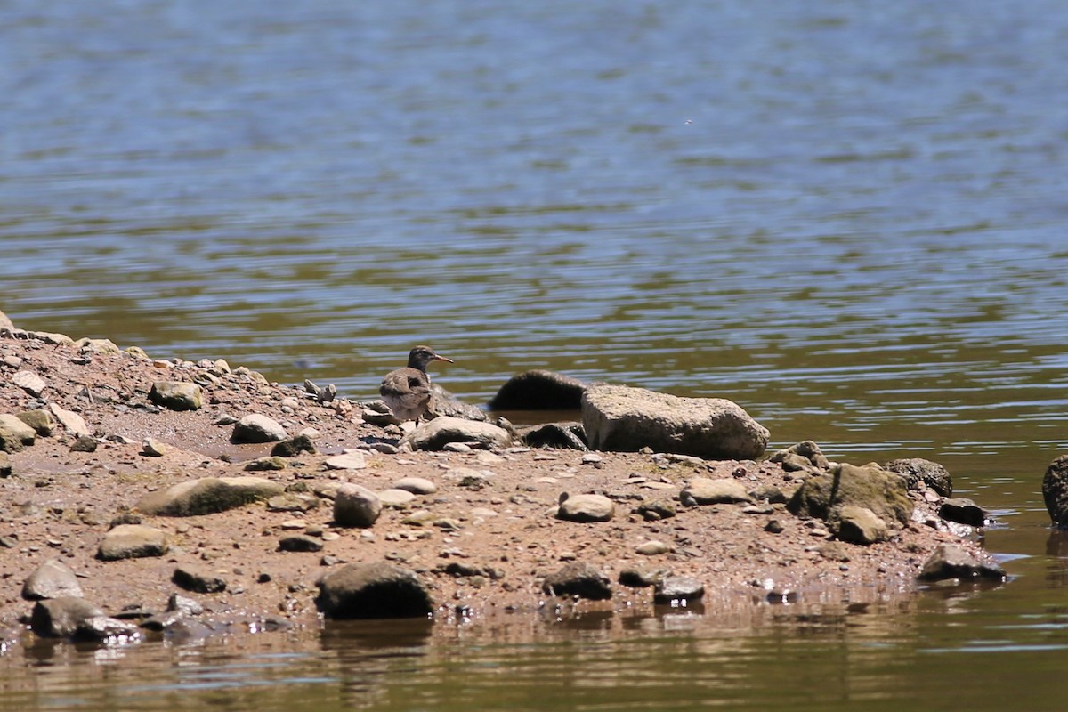 Spotted Sandpiper - ML577909381