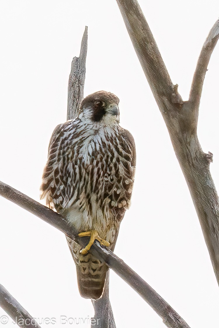 Halcón Peregrino - ML577909841