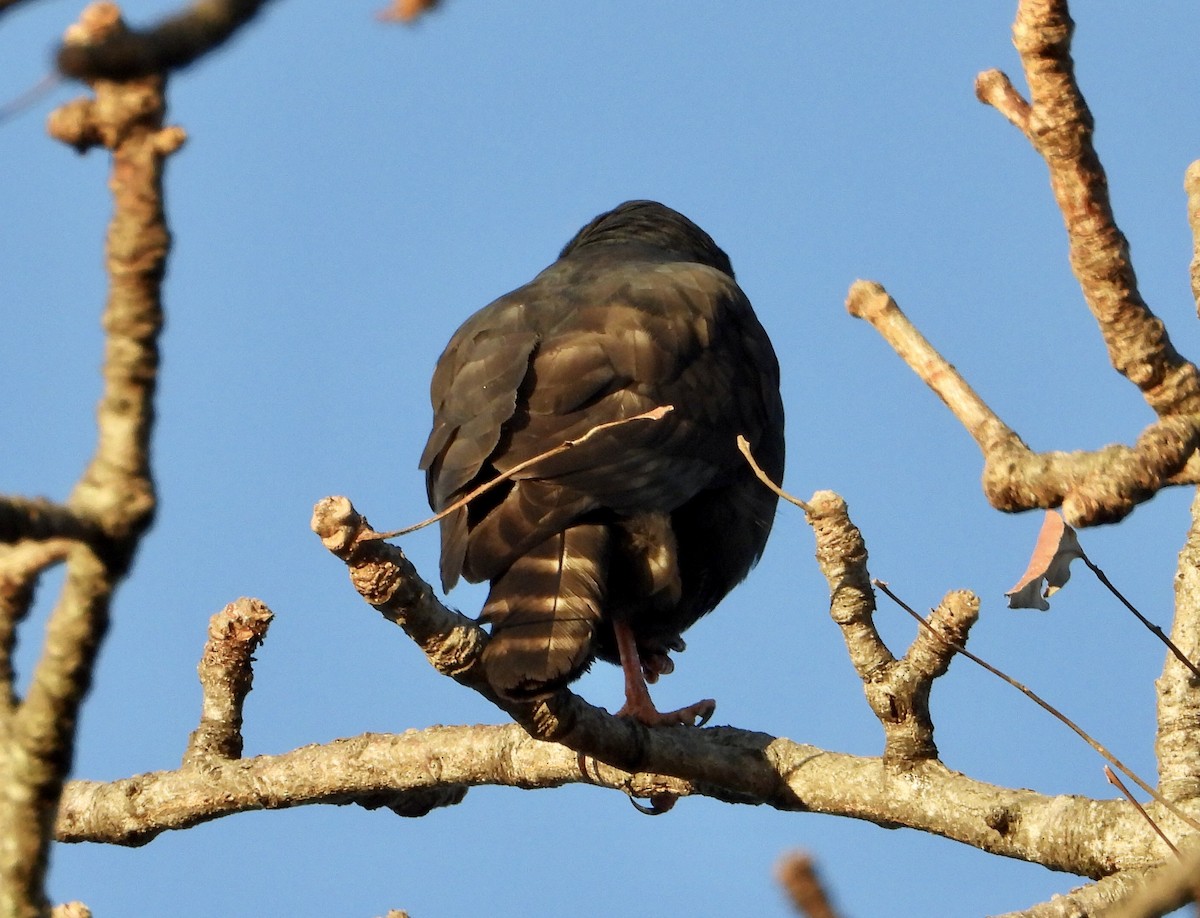 Gabar Goshawk - ML577909971