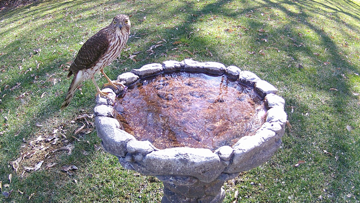 Cooper's Hawk - ML577910111