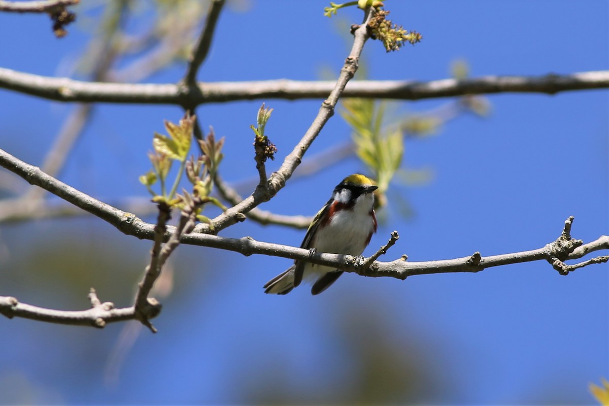 Chestnut-sided Warbler - ML577910261