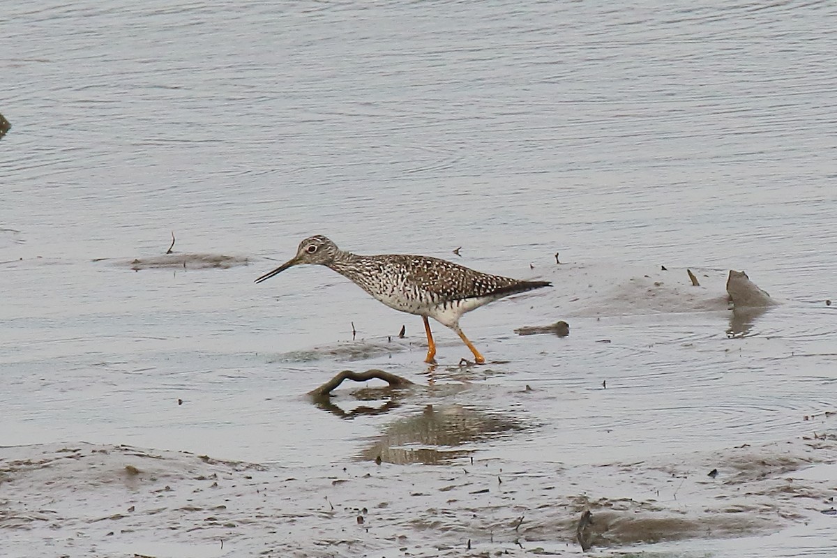 Greater Yellowlegs - ML577910361