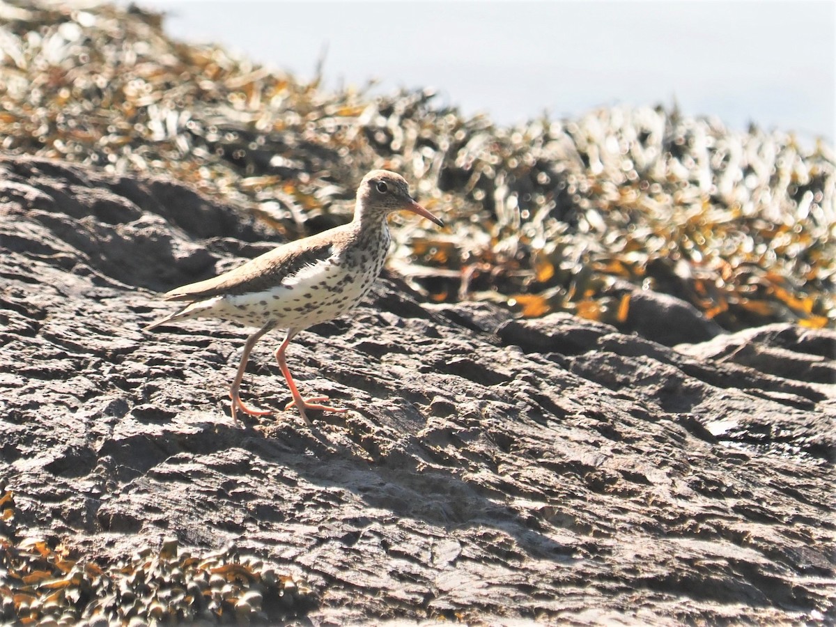 Spotted Sandpiper - ML577910511