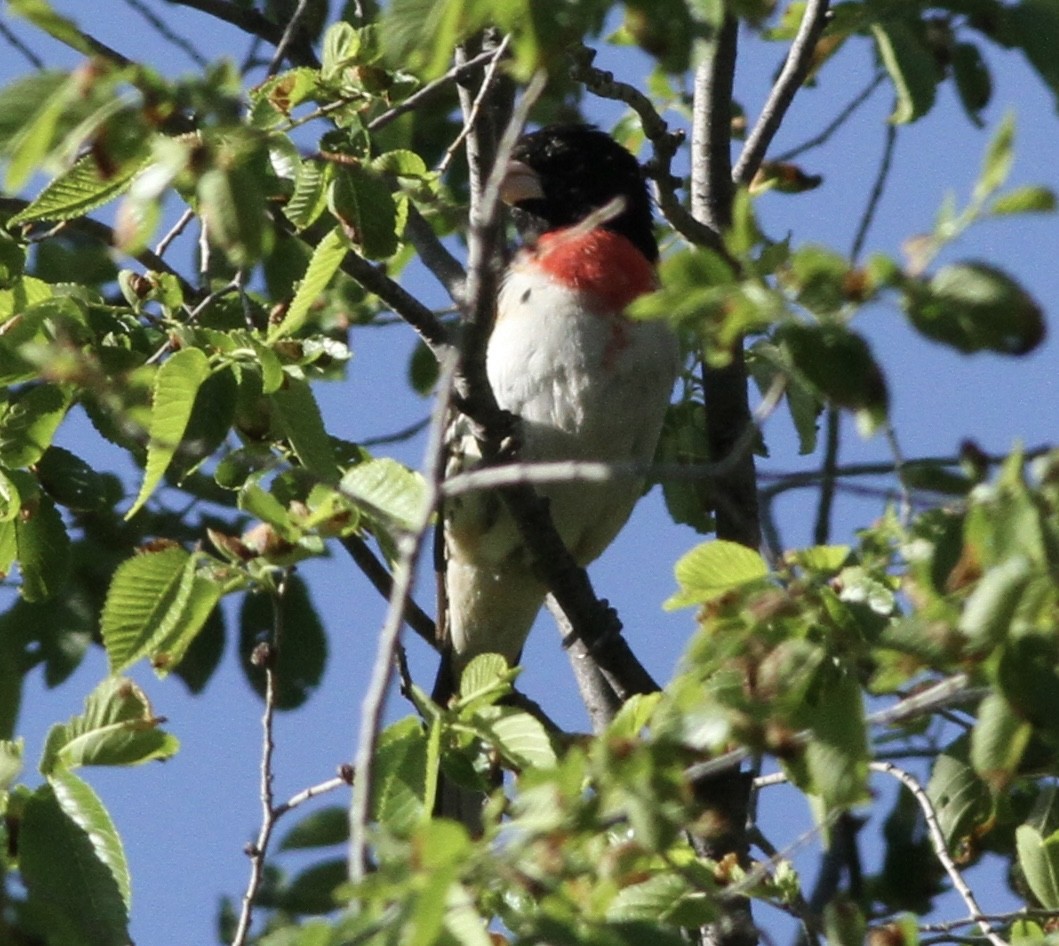 Rose-breasted Grosbeak - ML577911311