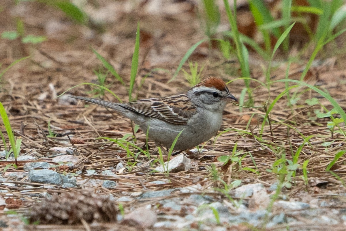 Chipping Sparrow - ML577912511