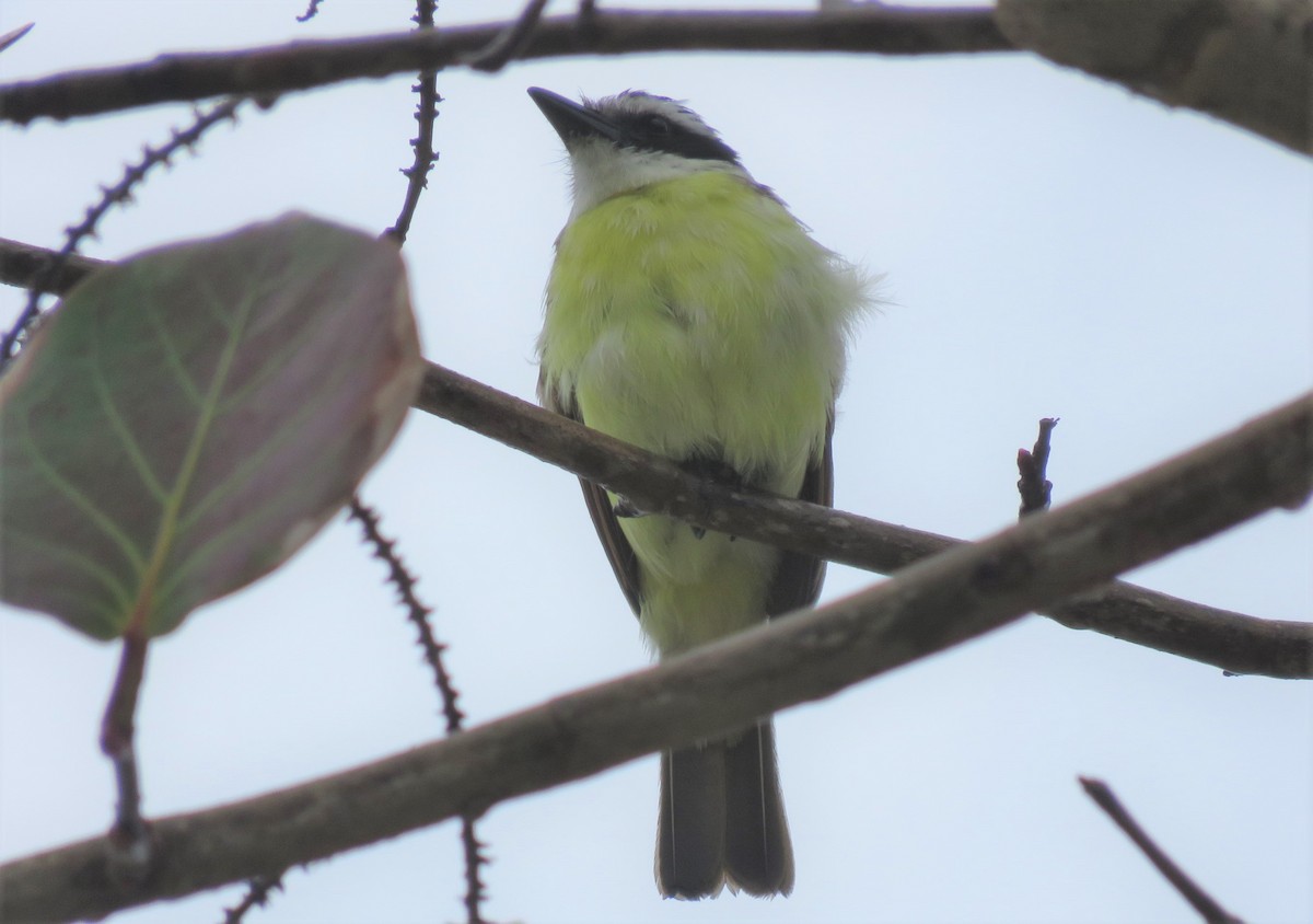 Great Kiskadee - Michel Marsan