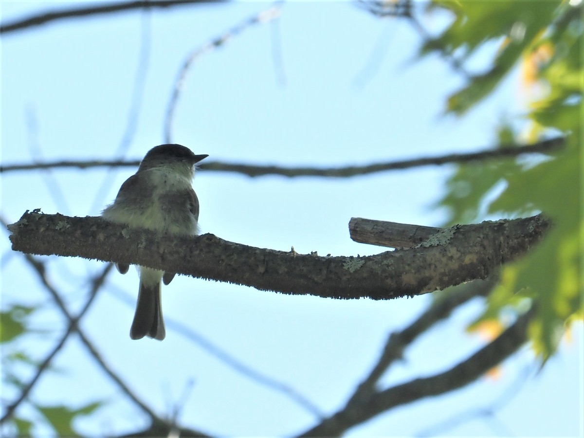 Eastern Phoebe - ML577915731