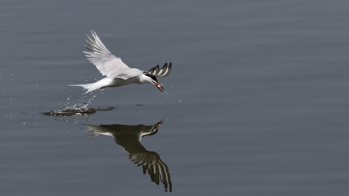 Common Tern - ML577916241