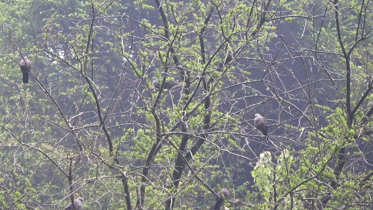 Speckled Wood-Pigeon - ML577916941