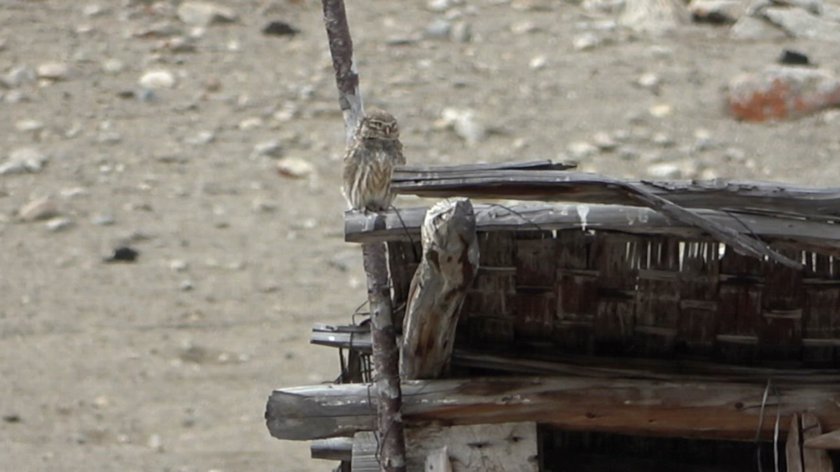 Little Owl - ML577917431