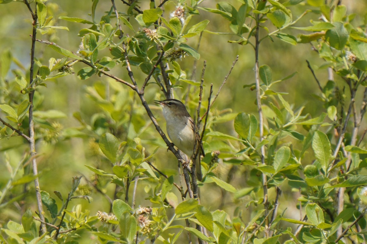 Sedge Warbler - ML577917601