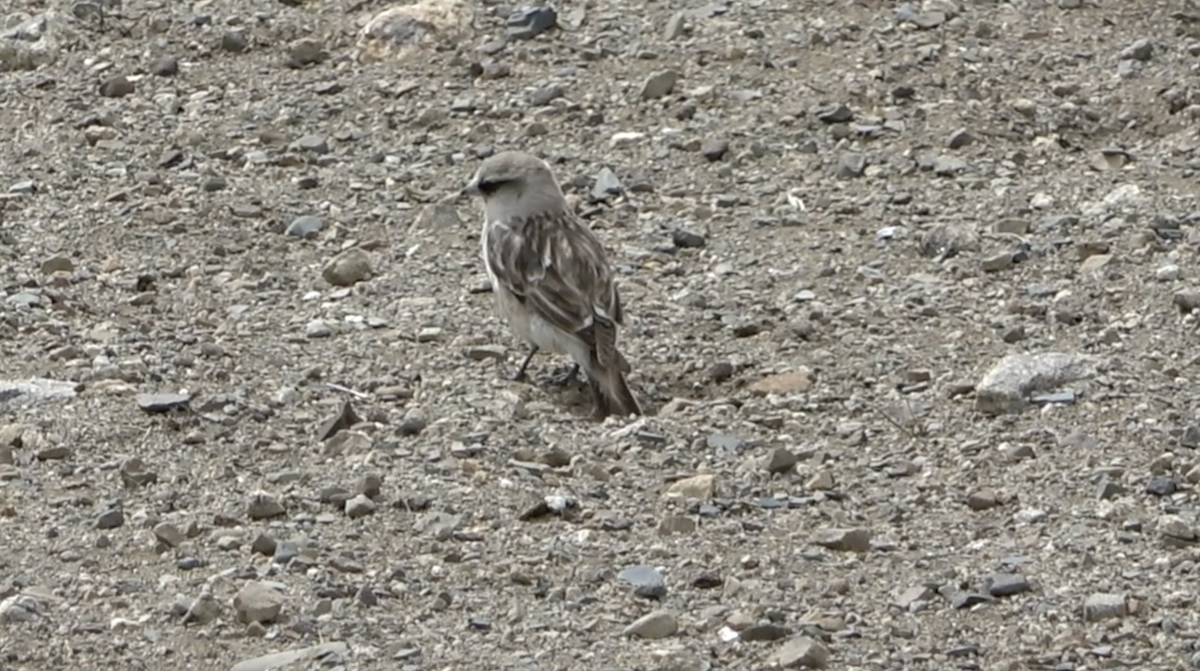 White-rumped Snowfinch - ML577917971