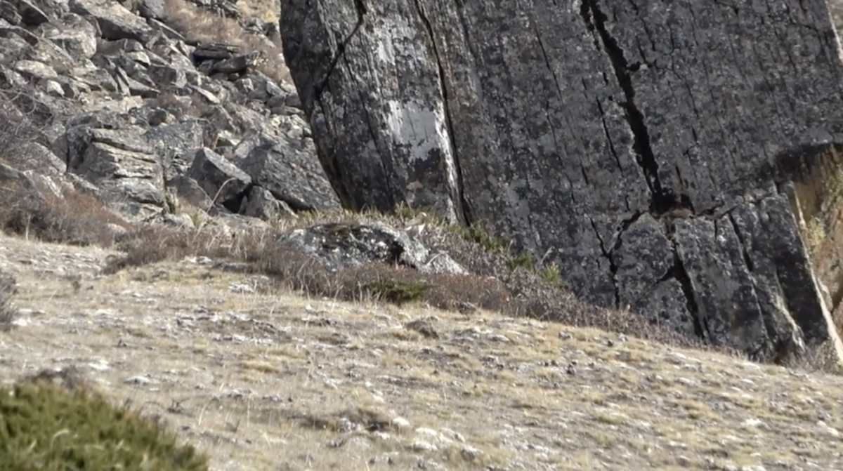 Ground Tit - ML577918631