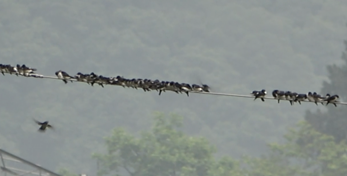 Nepal House-Martin - ML577919491