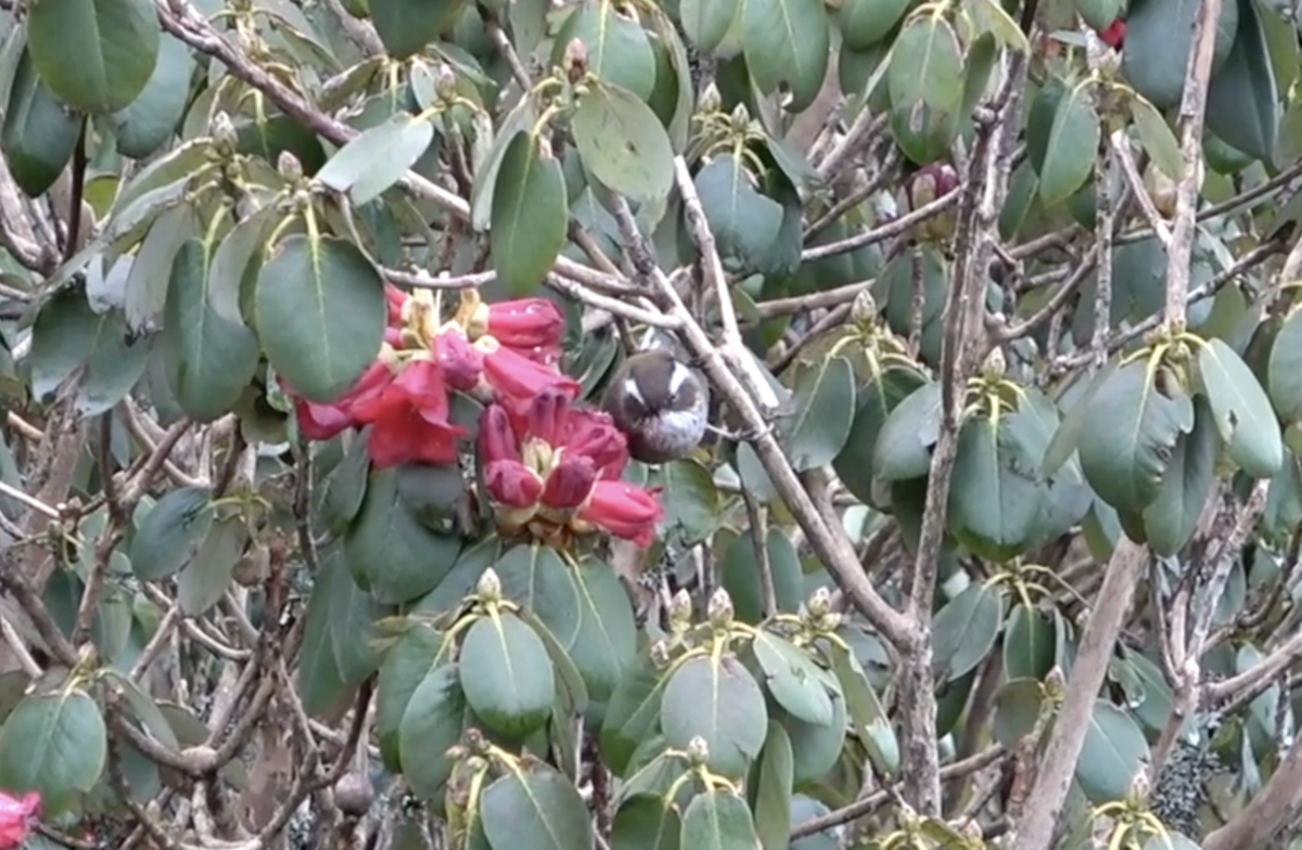 White-browed Fulvetta - ML577919561