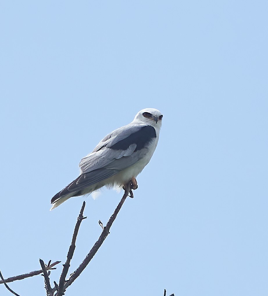 White-tailed Kite - ML577919591