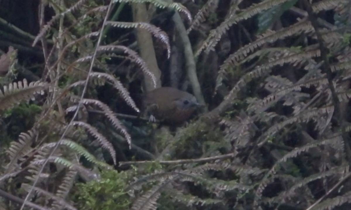 Rufous-throated Wren-Babbler - ML577920061