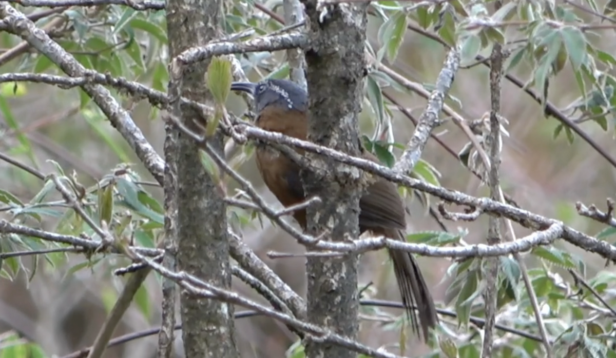 Slender-billed Scimitar-Babbler - Dipu Karuthedathu