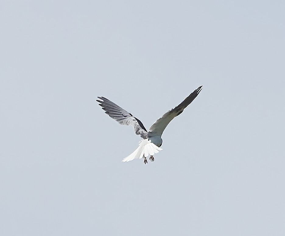 White-tailed Kite - ML577920581