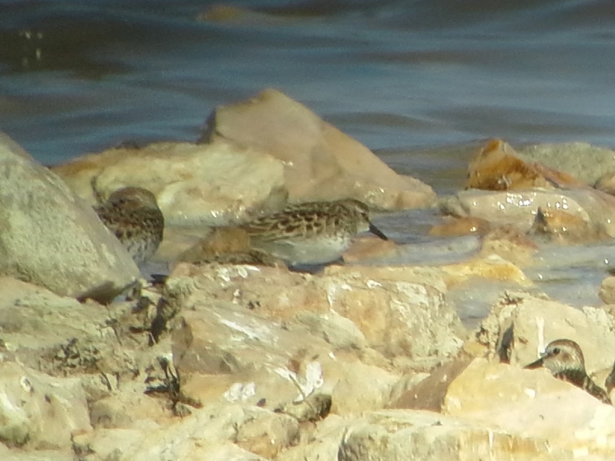 Semipalmated Sandpiper - Weston Smith