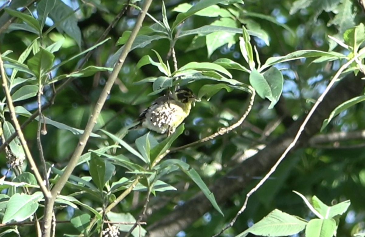 Yellow-breasted Greenfinch - ML577920811