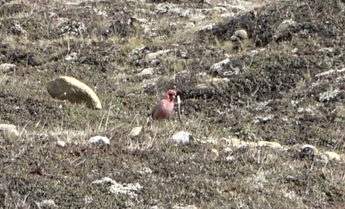 Streaked Rosefinch - Dipu Karuthedathu