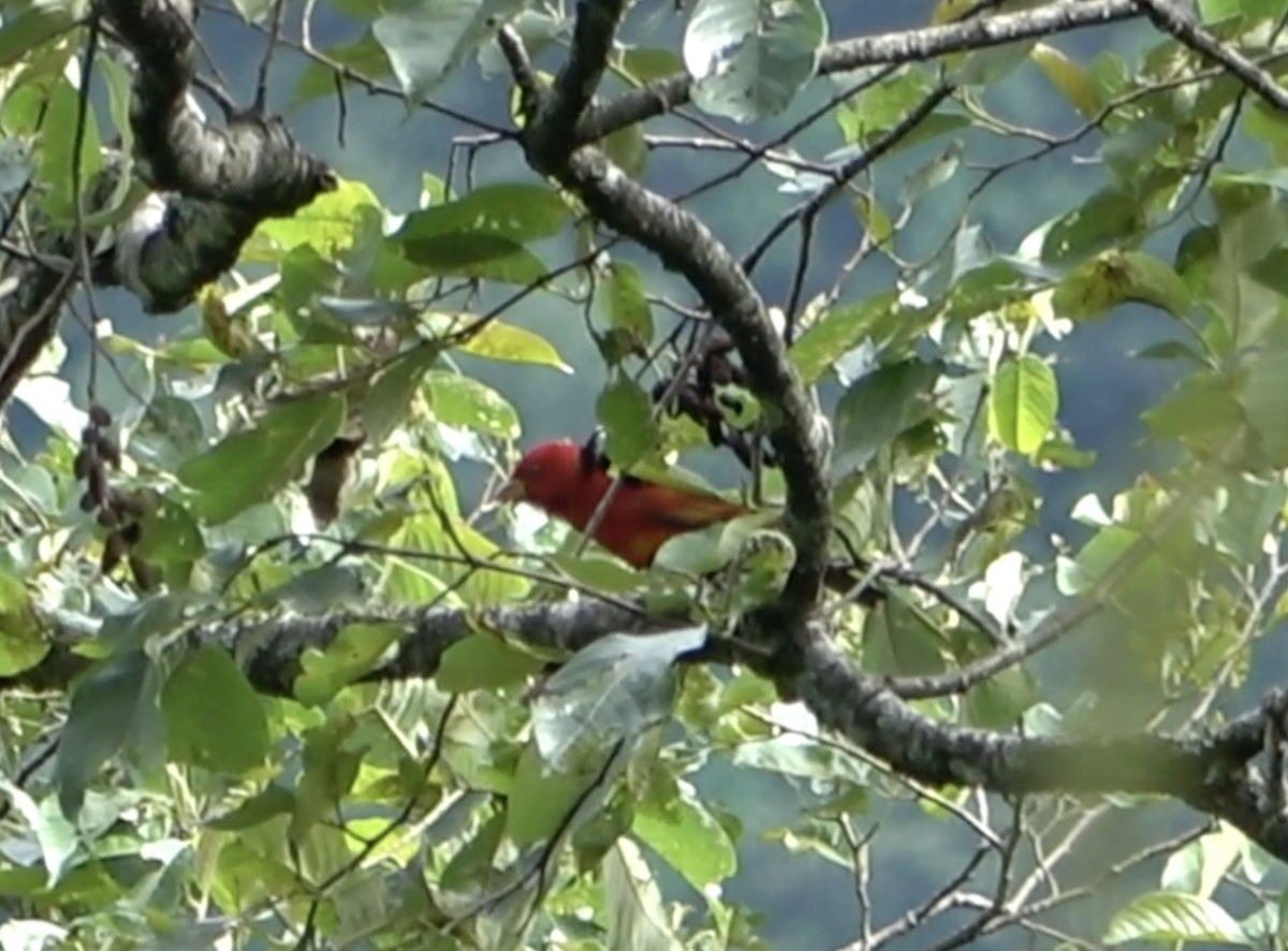 Scarlet Finch - Dipu Karuthedathu
