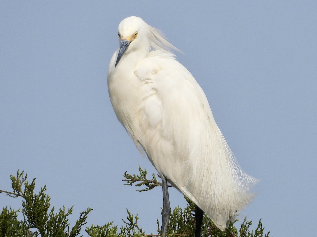 Snowy Egret - Stella Miller