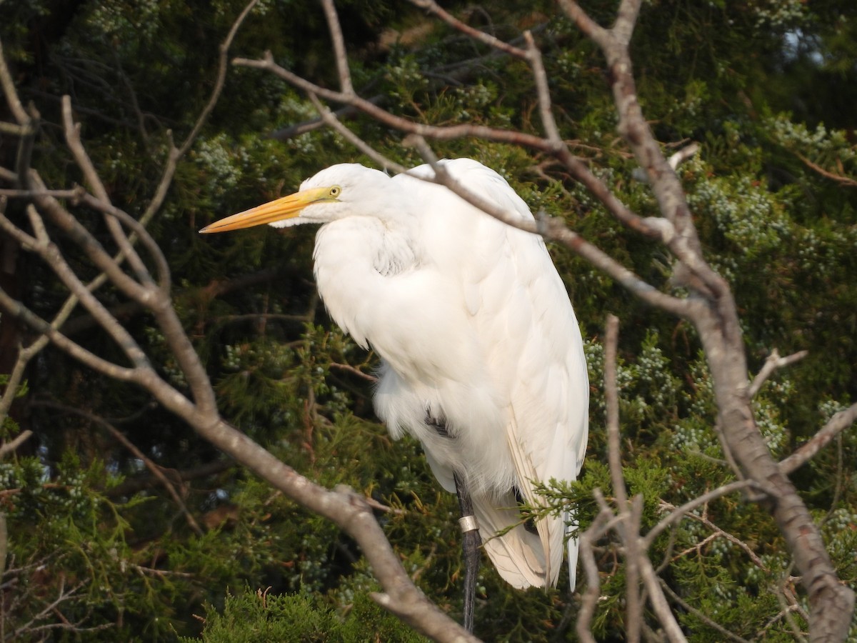 Great Egret - ML577921621